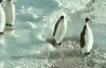 Penguin with attitude